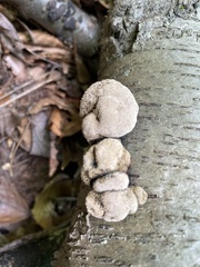 Fungi