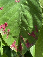 Acalitus longisetosus