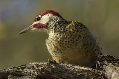 Campethera bennettii bennettii