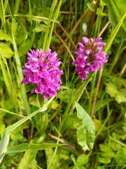 Dactylorhiza purpurella