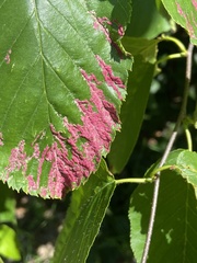 Acalitus longisetosus