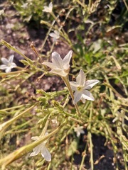 Nicotiana repanda