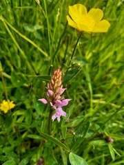 Dactylorhiza purpurella
