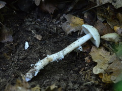 Amanita eliae