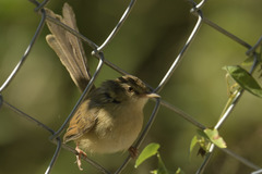 Prinia subflava affinis