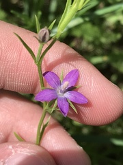 Triodanis leptocarpa