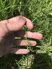 Triodanis leptocarpa