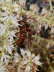 Strangalia luteicornis