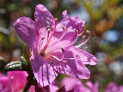 Rhododendron rubropilosum