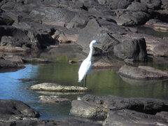 Egretta thula