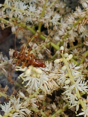 Strangalia luteicornis