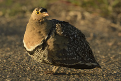 Pterocles bicinctus multicolor