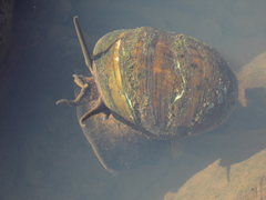 Pomacea megastoma
