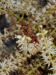 Strangalia luteicornis