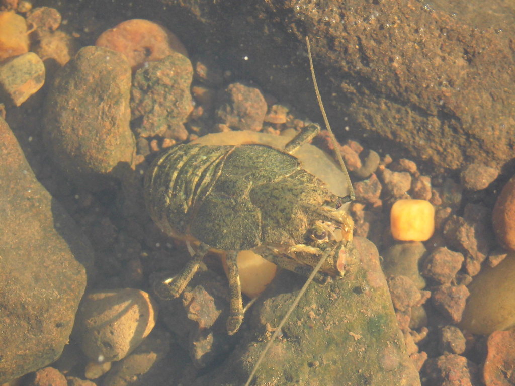 Aegla platensis