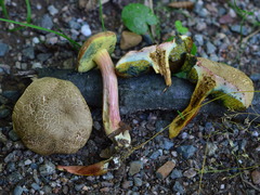 Hortiboletus bubalinus