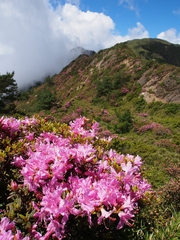 Rhododendron rubropilosum