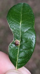 Andricus highlandensis