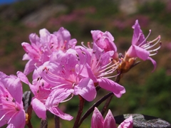 Rhododendron rubropilosum