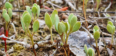 Atriplex pedunculata