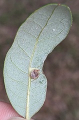 Andricus highlandensis