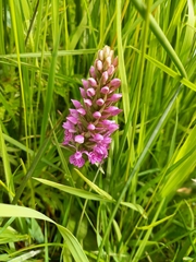 Dactylorhiza purpurella