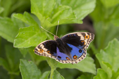 Junonia orithya wallacei