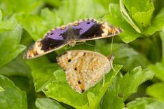 Junonia orithya wallacei