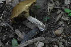 Leccinellum griseum