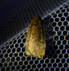 Noctuidae