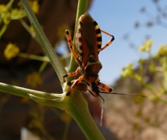 Rhynocoris punctiventris