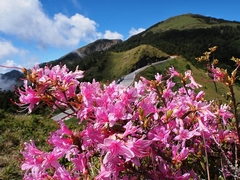 Rhododendron rubropilosum