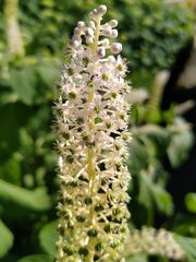 Phytolacca acinosa