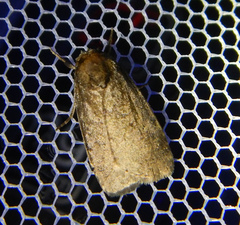 Noctuidae