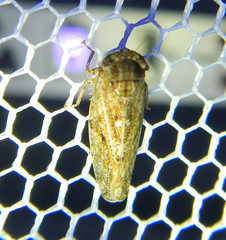 Cicadellidae