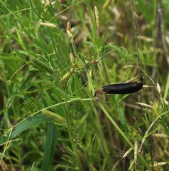 Vicia grandiflora