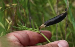 Vicia grandiflora