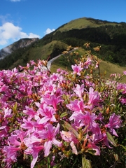 Rhododendron rubropilosum