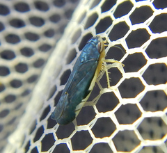 Cicadellidae