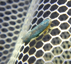 Cicadellidae