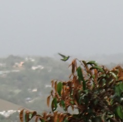 Anthracothorax aurulentus
