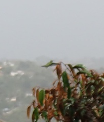 Anthracothorax aurulentus