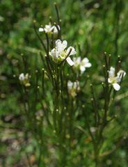 Arabis eschscholtziana