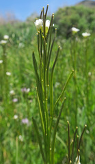 Arabis eschscholtziana