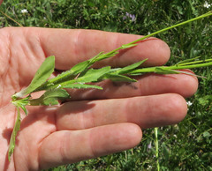 Arabis eschscholtziana