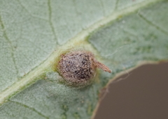 Andricus highlandensis