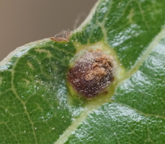 Andricus highlandensis