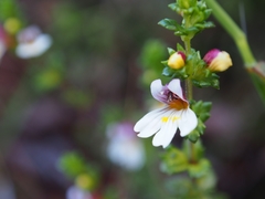 Euphrasia transmorrisonensis