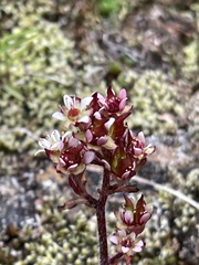 Micranthes stellaris