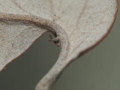 Andricus highlandensis